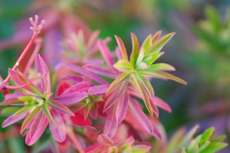Euphorbia - Törel