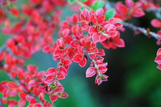 Oxbäret anses ibland vara en tråkig växt, men vem kan tycka att något så vackert är tråkigt!!!! Cotoneaster dammeri - Krypoxbär