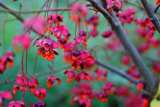Körsbärsbenvedens fruktsättning väcker uppmärksamhet med sina små lyktor, även bladfärgen är mycket vacker under hösten. Euonymus planipes - Körsbärsbenved
