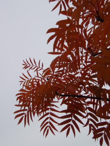 Sorbus "Dodong" E - Ullungrönn