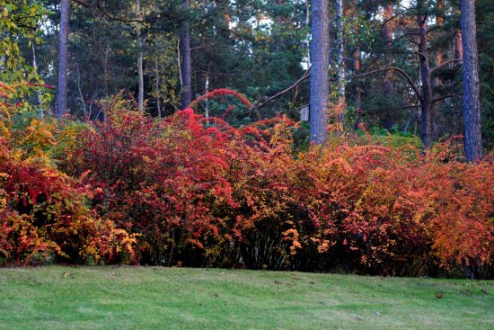 När jag säger att jag tycker om Berberis, så rynkar en del på näsan och utbrister, usch den där sticka busken! Själv älskar jag taggigheten, yvigheten och det vilda över Berberis. Se här så snyggt den växer och bilder kontrast mot den välskötta gräsmattan.