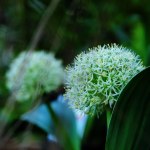 allium "Ivory Queen"