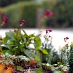 I rabatterna planteras v?er som Stj?locka, H?anemoner, Rhododendron och Hortensior 