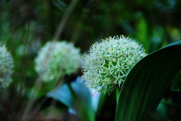 Allium karataviense "Ivory Queen"