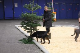 Our Dogs at My Dog 2012
