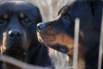 DSC04727