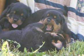 A-litter born 110419
