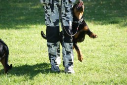 Puppy-class part V, 110910