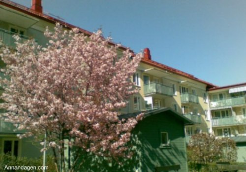 När buskarna blommar i vår trädgård.