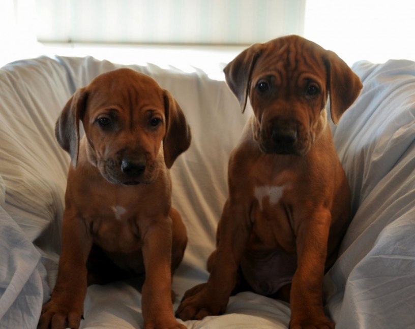 MRS ORANGE & MR BLUE