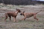 Safir och Yeba 532