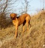 Vilja