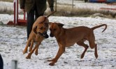 Darky och Yeba