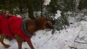 Vilja