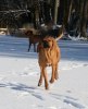 Troyan 10 months