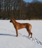 Troyan