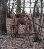 Safir och Awena