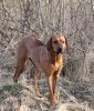 Athena