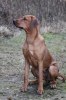 Athena