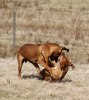 189 Quita playing with her brother - Kopia