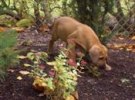 awena 5
