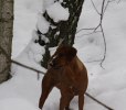 20101204 Safir
