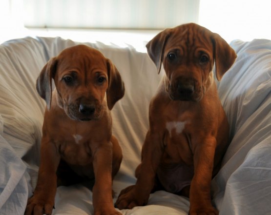 MRS ORANGE & MR BLUE