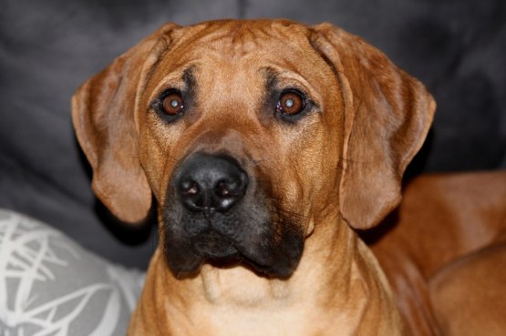  DUKE