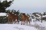 394 Safir och Yeba