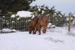 397 Safir och Yeba
