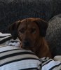 Asla myser i soffan