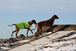 Safir & Yeba på kullen