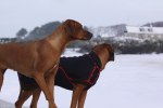 Safir & mamma Asla