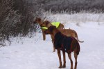 Tjejerna kollar in Safir