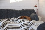 Bästa Asla myser i soffan