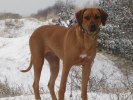 Cenna