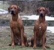Saros och Safir