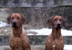 Saros och Safir 68