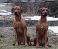 Saros och Safir 71