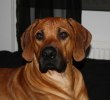 Duke