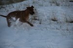 Chimme 11