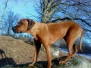 Peppe Februari 2011