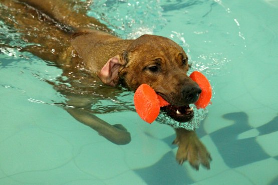 Vilho swimming around with a toy in his mouth