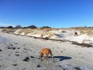falsterbo 5