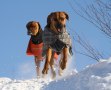Duke 201102