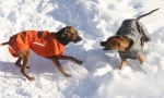 Duke 201102 2