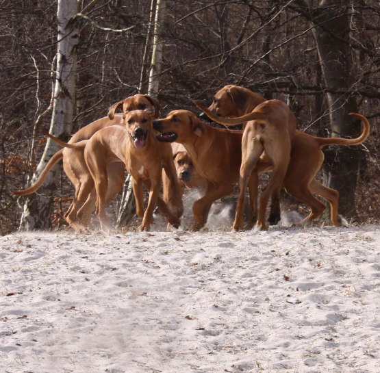 THE GANG