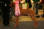 Sweet Chico with his big ribbon