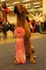 Sweet Vilho with his big ribbon