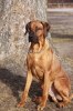 Primus son Bamse